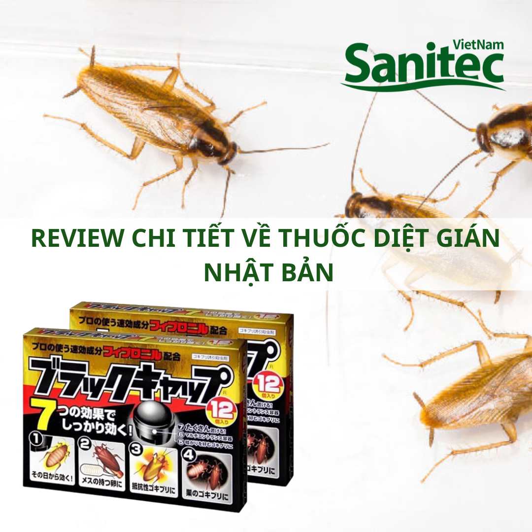 Review Thuốc Diệt Gián Nhật Bản, Thuốc Diệt Gián Của Nhật Có Tốt Không?